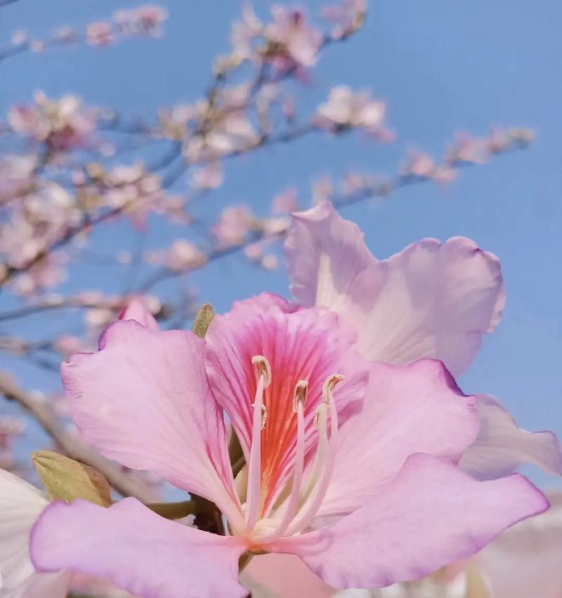 哪种花的花语代表友谊和亲情？它们各自有何含义？
