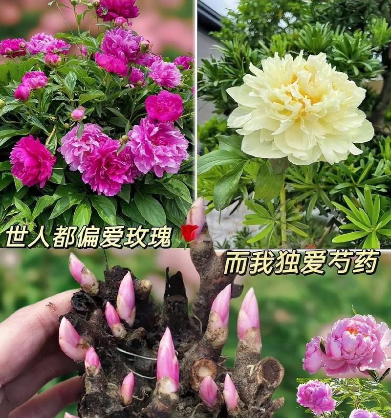 七夕节送芍药花语和寓意有何特别？