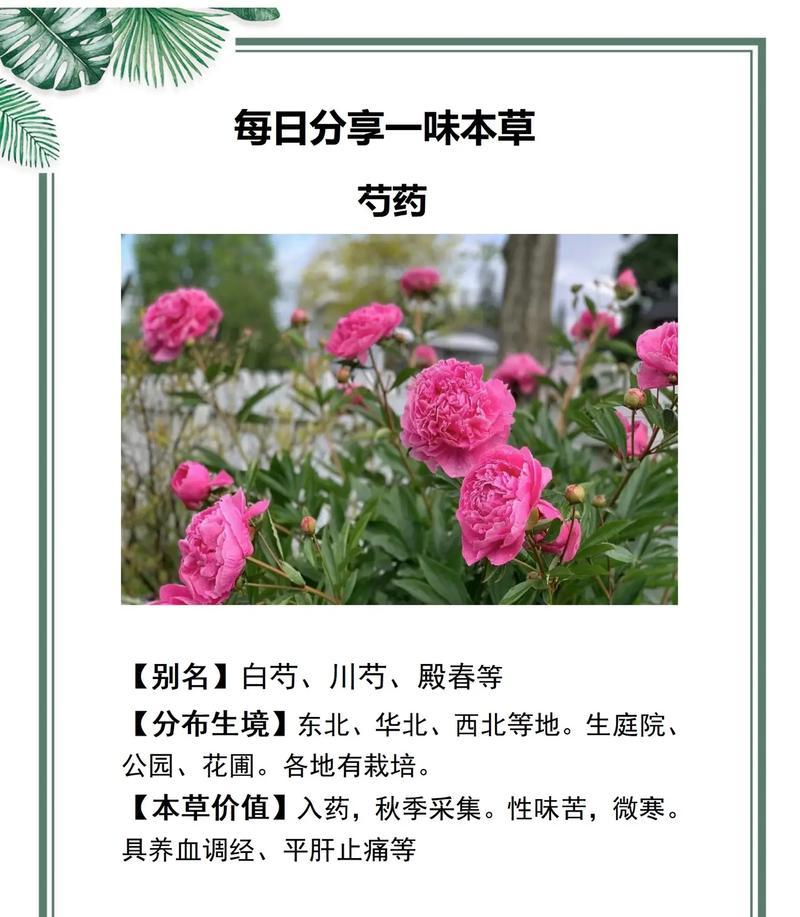 七夕节送芍药花语和寓意有何特别？