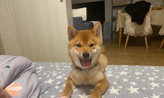 微笑的柴犬花语是什么呢？柴犬形象的花语有何寓意？