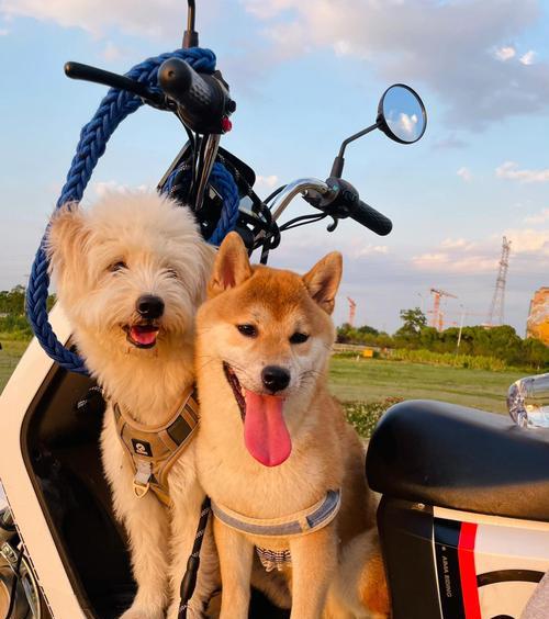 微笑的柴犬花语是什么呢？柴犬形象的花语有何寓意？