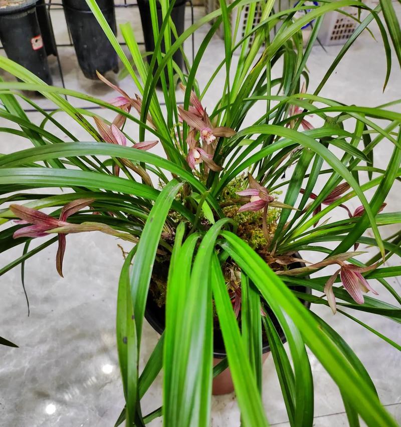 春兰名品红彩的花语代表什么？