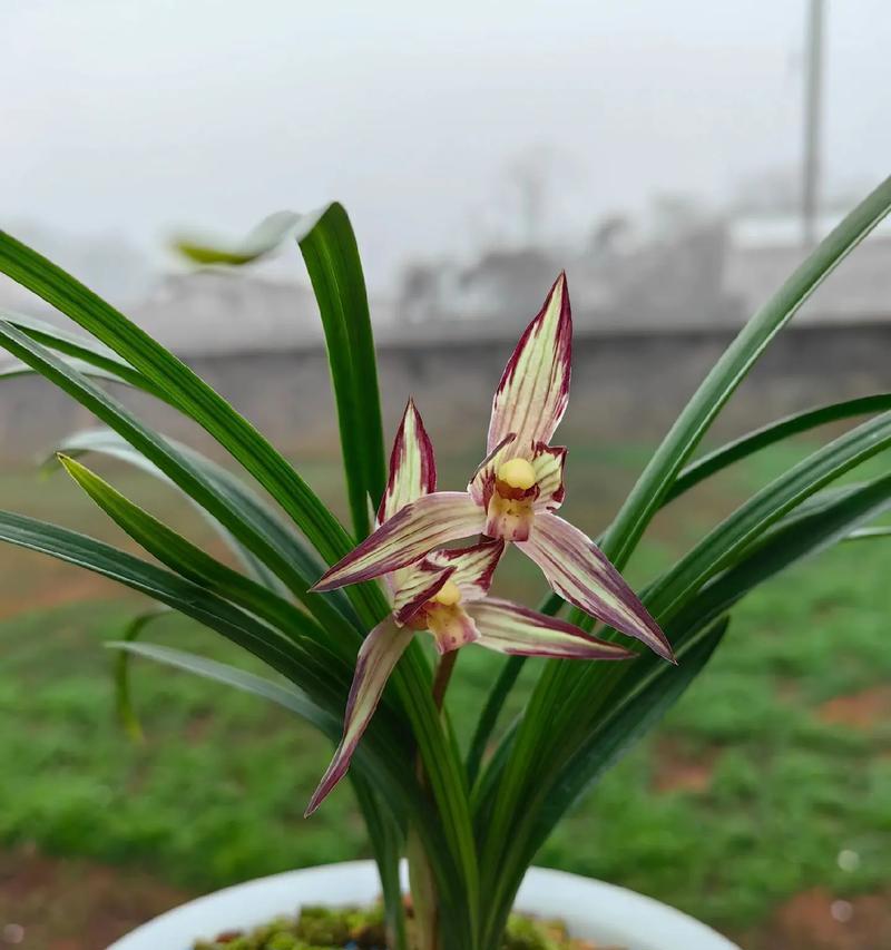 春兰名品红彩的花语代表什么？