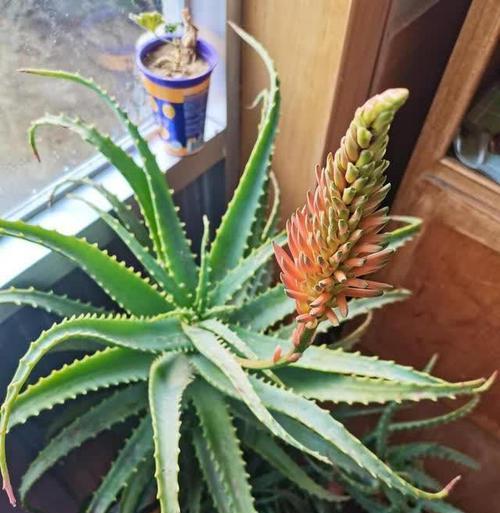 夏日的花语是什么？叶子的花有什么特别含义？