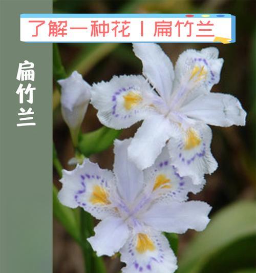 夏日的花语是什么？叶子的花有什么特别含义？