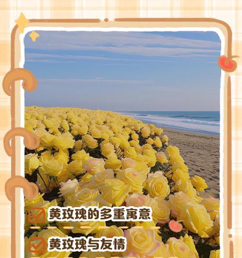 坚强玫瑰的花语有何深层含义？