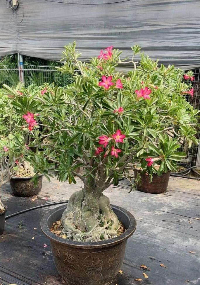 坚强玫瑰的花语有何深层含义？
