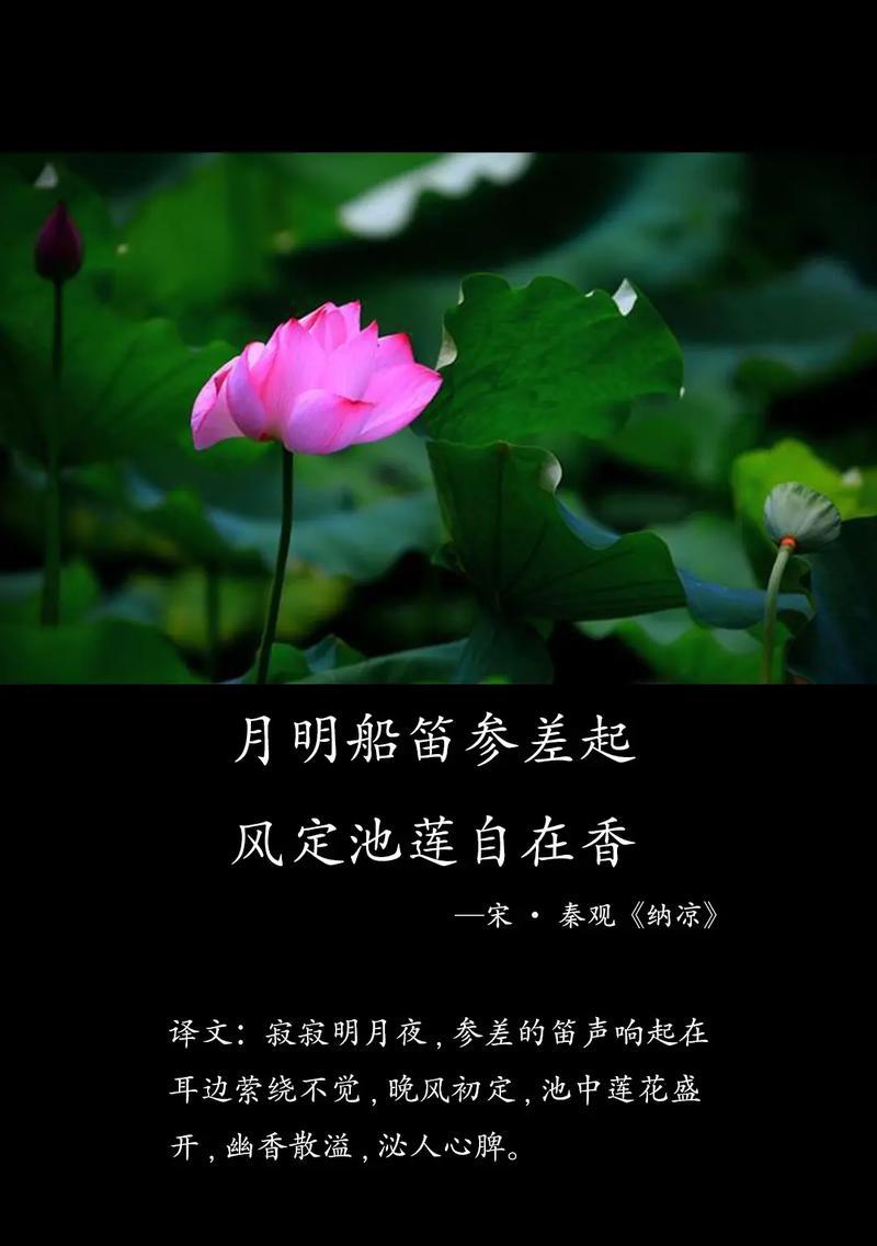 荷花除了花语还有哪些功效？