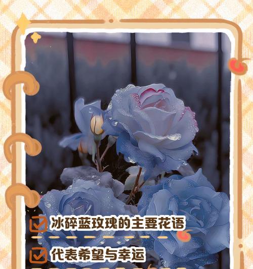蓝玫瑰的花语揭示了什么秘密？