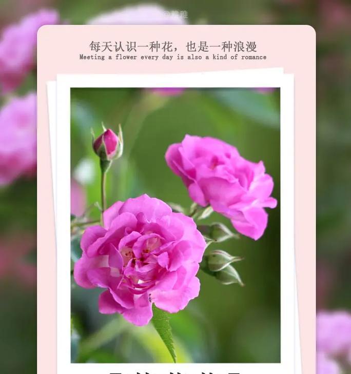 如何用花语表达对故去妈妈的思念？