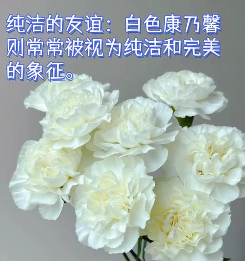 康乃馨花语代表什么？送给自己的康乃馨有何寓意？