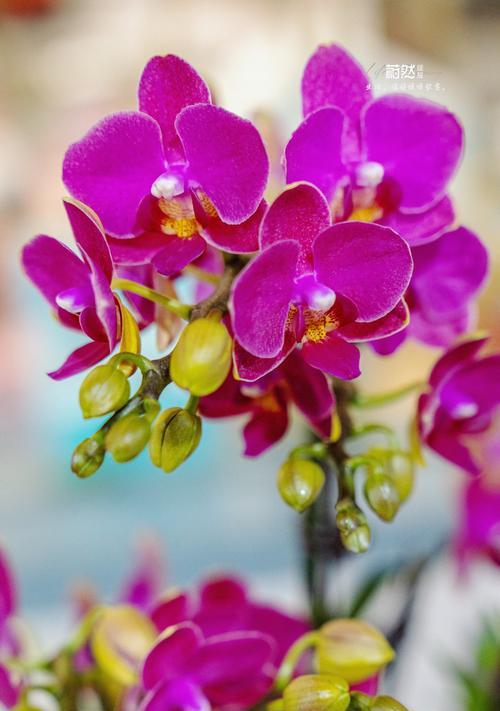 兰花的追求花语是什么意思？这种花语代表了什么？