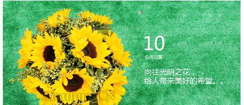 阳光猎手花语有何含义？它象征着什么？