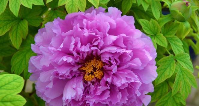牡丹花紫色代表什么含义？紫色牡丹花的花语有哪些？