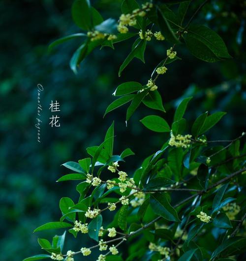 桂花的花语有哪些？桂花的花语通常表达什么情感？