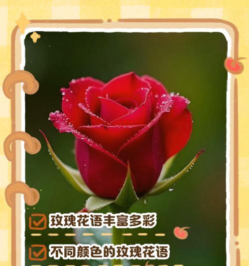白蓝玫瑰花十一朵代表什么？十一朵白蓝玫瑰花在花语中有何寓意？