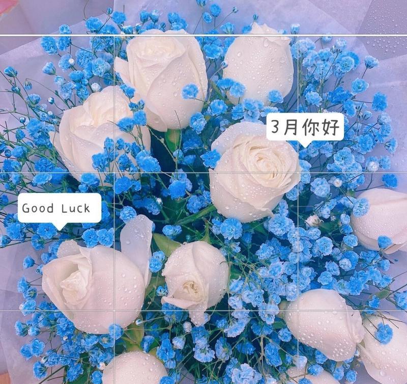 白蓝玫瑰花十一朵代表什么？十一朵白蓝玫瑰花在花语中有何寓意？