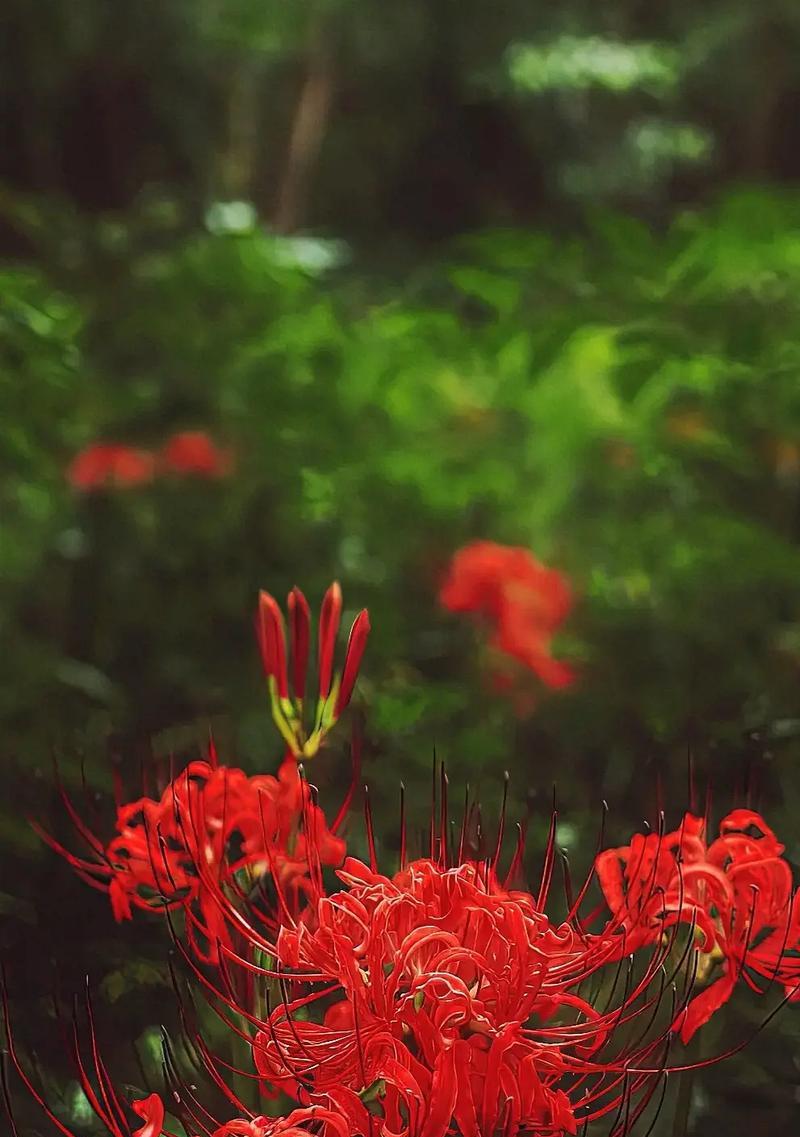 彼岸花象征着什么？彼岸花的花语有何深意？