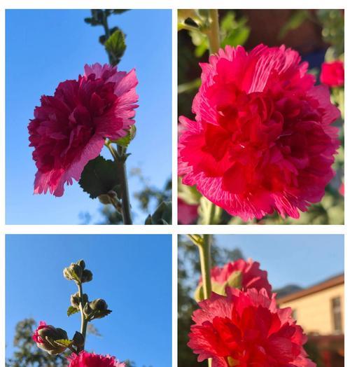 拥有不屈品格的花语是什么？哪种花象征坚韧不拔？