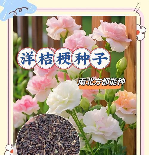 蓝洋桔梗的花语有何含义？它象征着什么？