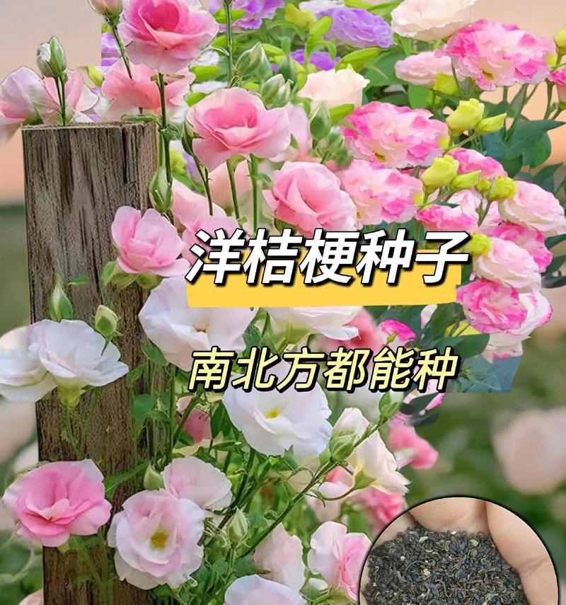 蓝洋桔梗的花语有何含义？它象征着什么？