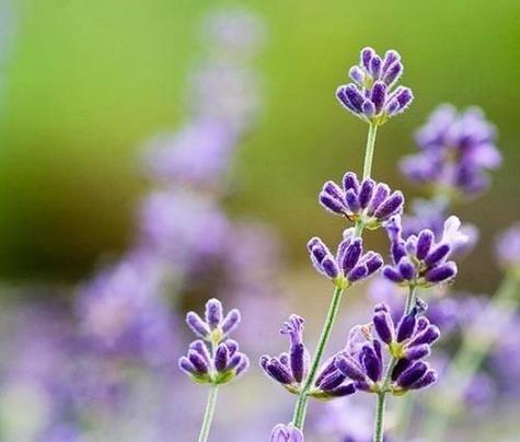 熏衣草的花语510是什么？熏衣草花语的特别含义？