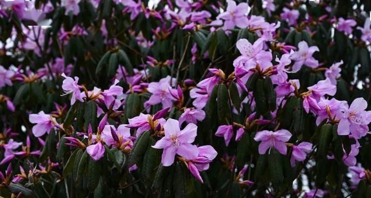 紫色桃花象征着什么？