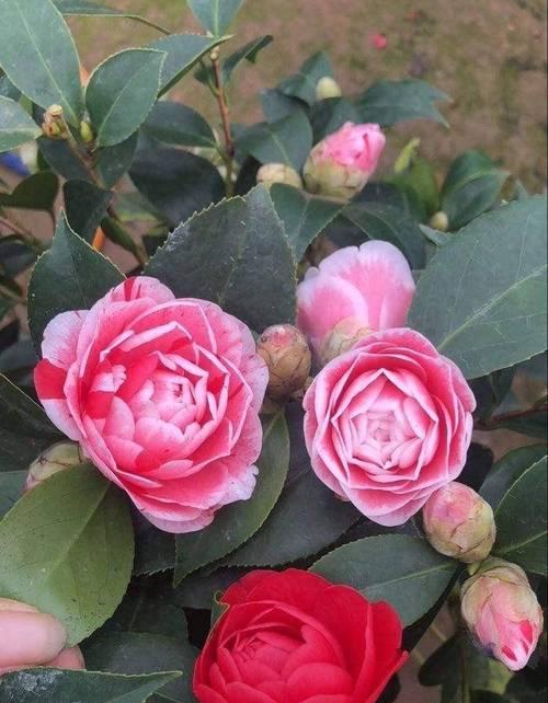 茶花凋谢的花语是什么意思？凋谢的茶花有何特别寓意？