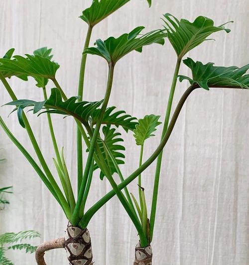 春羽的花语是什么？哪种花语听起来更悦耳？