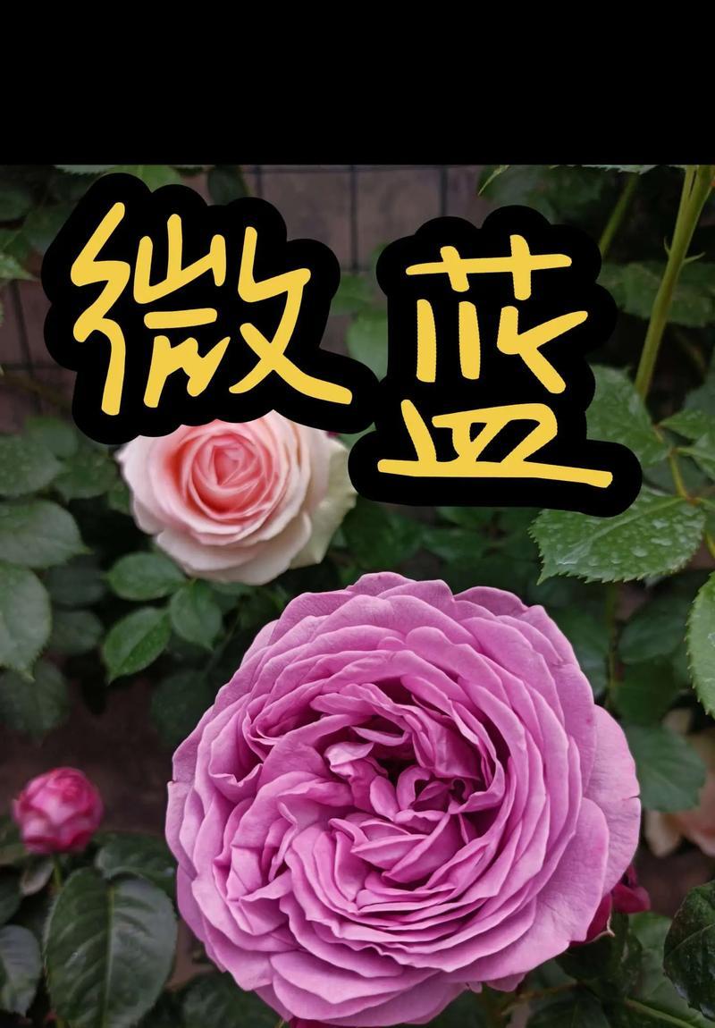 蓝紫色月季的花语有哪些？如何挑选蓝紫色月季？