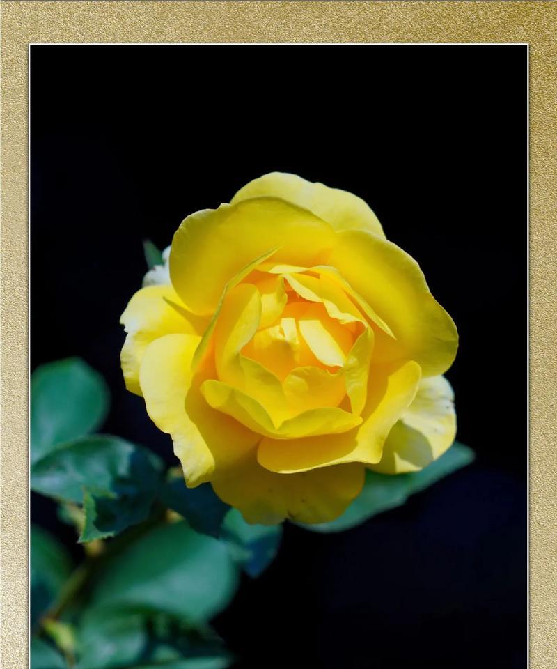 月季花代表的花语是什么？