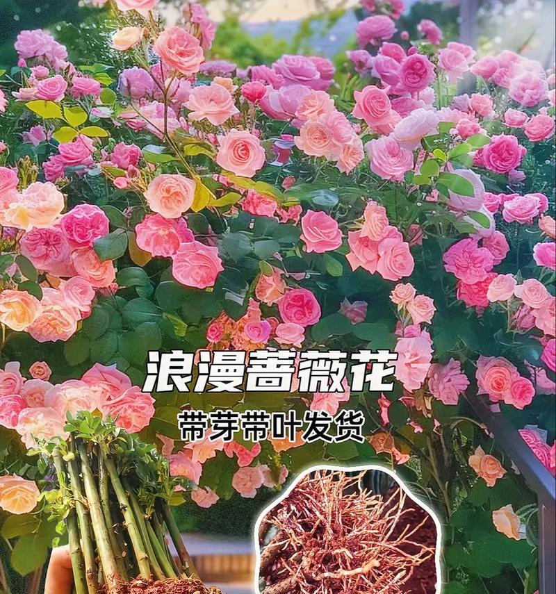月季花代表的花语是什么？