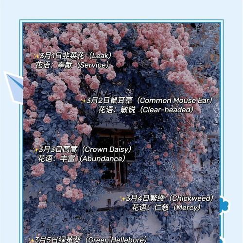 生日花语薄命代表的含义是什么？