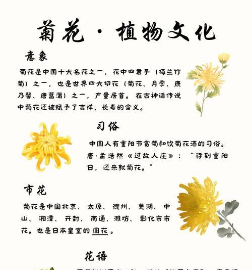 在国际通行的花语白菊花代表什么？白菊花在不同文化中的含义是什么？