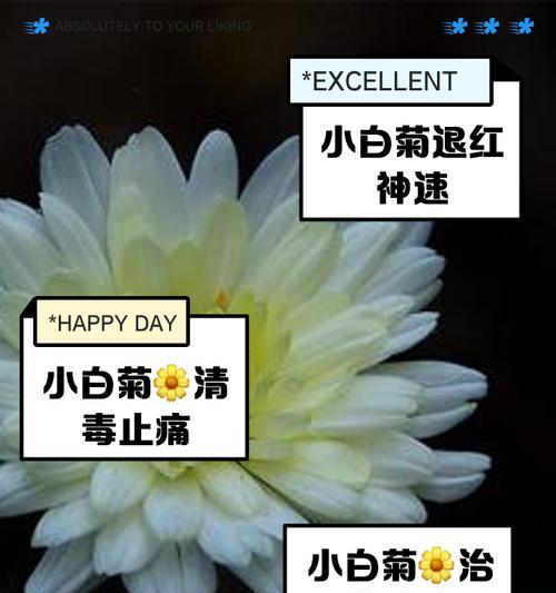 在国际通行的花语白菊花代表什么？白菊花在不同文化中的含义是什么？
