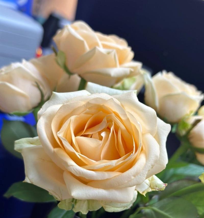 香槟玫瑰代表什么？它的花语有何特别之处？