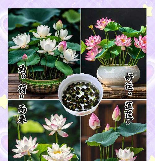 粉碗花的含义是什么？它的寓意有何特别之处？