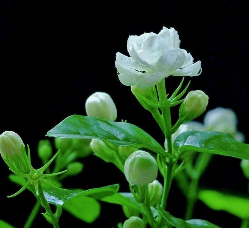茉莉花语中的“发疯”代表什么？