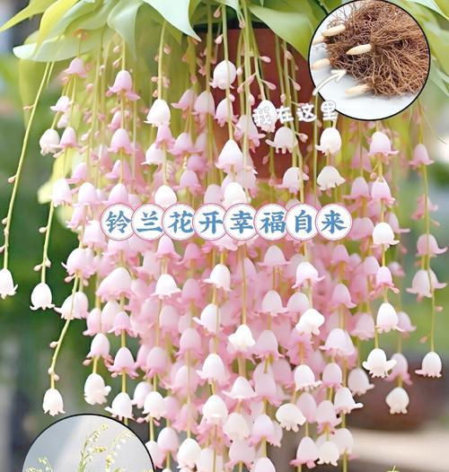 铃兰配百合是什么花语？这两种花搭配有什么特别含义？