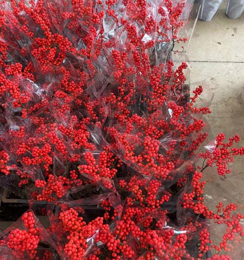 北美冬青花语有何寓意？代表什么？