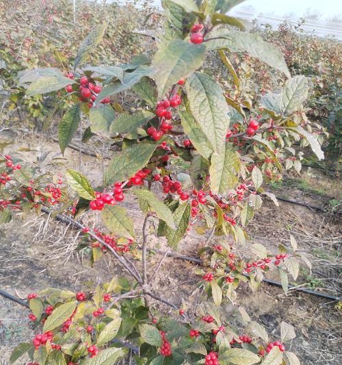 北美冬青花语有何寓意？代表什么？