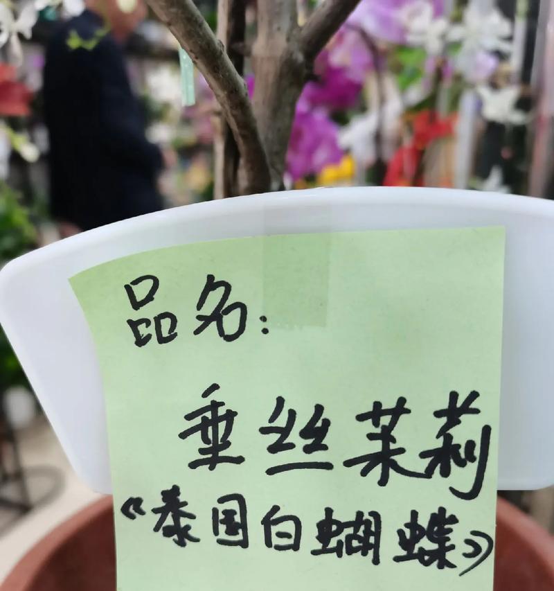 叔家孩子的花语是什么？如何用花语表达对长辈的敬爱？