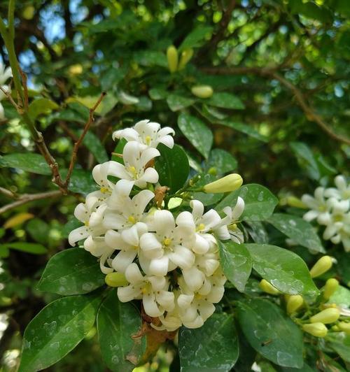 米兰花语是什么？米兰花的象征意义有哪些？