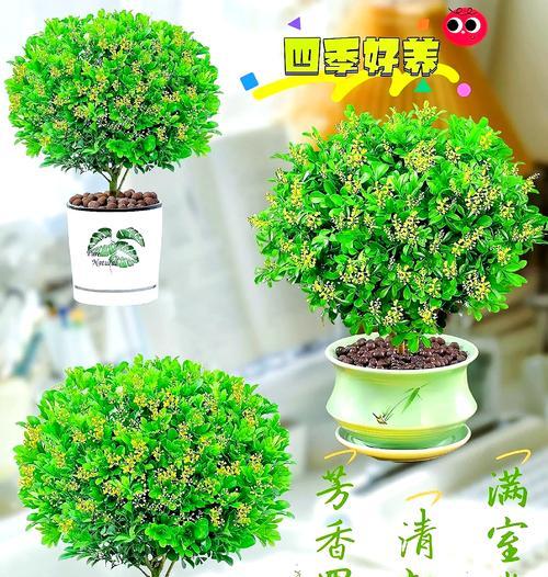 米兰花语是什么？米兰花的象征意义有哪些？