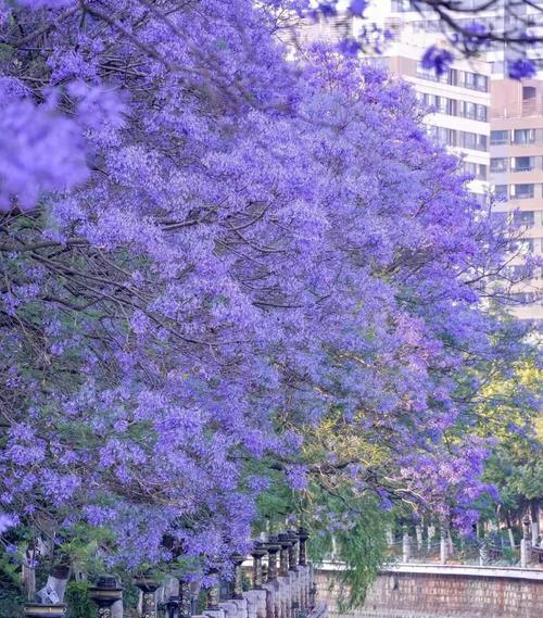 蓝色黑武士花语是什么？这种花语通常用于什么场合？