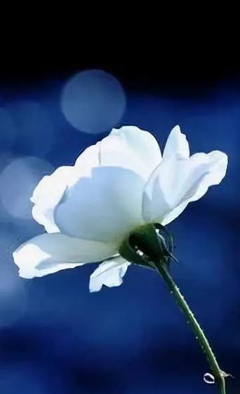 蓝色黑武士花语是什么？这种花语通常用于什么场合？