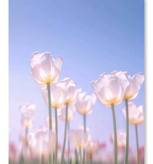 蓝色黑武士花语是什么？这种花语通常用于什么场合？