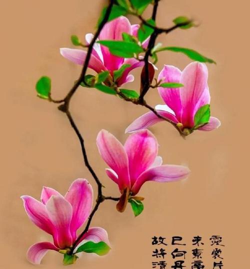 道具玉兰的花语是什么？它代表了哪些情感？