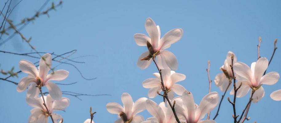 道具玉兰的花语是什么？它代表了哪些情感？