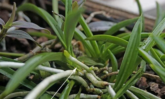 甘露一叶一芽是什么花语？这个花语代表了什么？